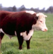 France - Passé les 65 ans, les seniors mangent moins de viande France - Passé les 65 ans, les seniors mangent moins de viande