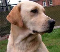 En maison de retraite, les résidents préfèrent la compagnie des chiens à celle des hommes En maison de retraite, les résidents préfèrent la compagnie des chiens à celle des hommes