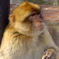 A 70 ans, Simone Coupé se bat pour sauvegarder le vie de son singe Titi A 70 ans, Simone Coupé se bat pour sauvegarder le vie de son singe Titi