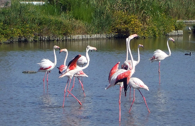 Les réserves naturelles de France sont ouvertes aux visites tout l'été Les réserves naturelles de France sont ouvertes aux visites tout l'été