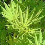 Augmentation de la consommation de drogue chez les Américains de plus de 50 ans Augmentation de la consommation de drogue chez les Américains de plus de 50 ans