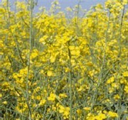 Huile de colza : la FDA reconnaît son efficacité en matière de lutte contre le cholestérol Huile de colza : la FDA reconnaît son efficacité en matière de lutte contre le cholestérol