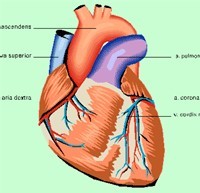 Maladies cardiovasculaires : une femme sur trois en meurt chaque année Maladies cardiovasculaires : une femme sur trois en meurt chaque année