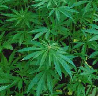 Une grand-mère anglaise condamnée à des travaux d’utilité collective pour consommation de cannabis Une grand-mère anglaise condamnée à des travaux d’utilité collective pour consommation de cannabis