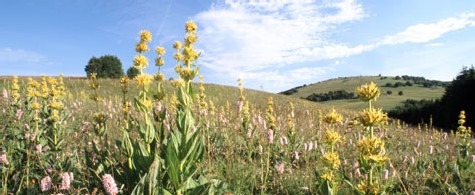 Parc naturel régional Livradois-Forez : de courts séjours au coeur d’un étonnant territoire ! Parc naturel régional Livradois-Forez : de courts séjours au coeur d’un étonnant territoire !