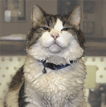 Oscar, le chat qui pressent la mort des patients dans une unité de soins Alzheimer Oscar, le chat qui pressent la mort des patients dans une unité de soins Alzheimer