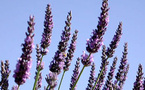 Couleur lavande au Domaine de la Valdaine dans la Drôme Provençale