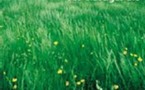 Le Printemps BIO dans toutes les régions de France !