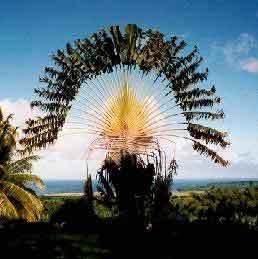 Le vieillissement, du côté des Antilles, chronique de Serge Guérin Le vieillissement, du côté des Antilles, chronique de Serge Guérin