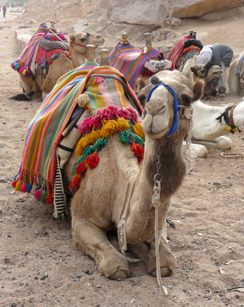 Un dromadaire dans le Sinaï, copyright Senioractu.com Un dromadaire dans le Sinaï, copyright Senioractu.com