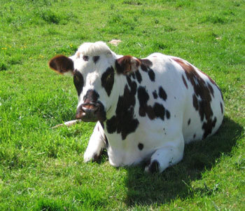 Viande et cancer : état des lieux par le CIV Viande et cancer : état des lieux par le CIV