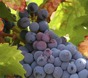 Le vin pour ralentir les effets du vieillissement : de nouvelles preuves… Le vin pour ralentir les effets du vieillissement : de nouvelles preuves…