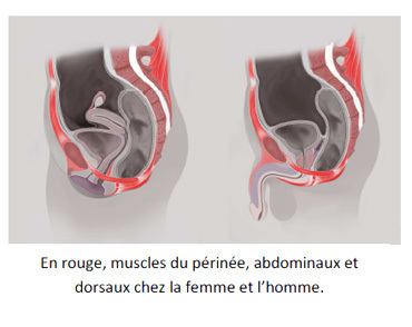 Le périnée à chaque âge de la vie : fuites urinaires et sexualité