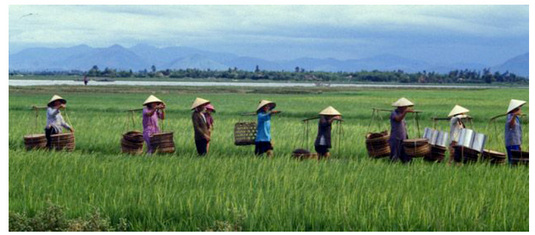 Vietnam gourmet ou les secrets de la cuisine asiatique…