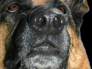 Cancer de la prostate : le flair du chien pour détecter les cancers les plus agressifs Cancer de la prostate : le flair du chien pour détecter les cancers les plus agressifs