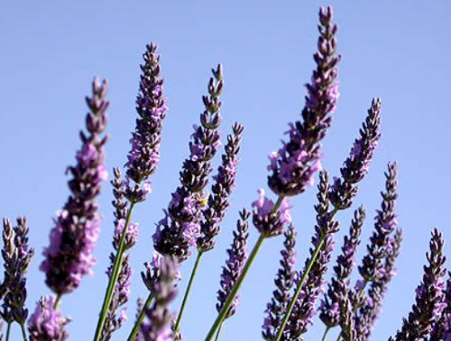 Couleur lavande au Domaine de la Valdaine dans la Drôme Provençale Couleur lavande au Domaine de la Valdaine dans la Drôme Provençale