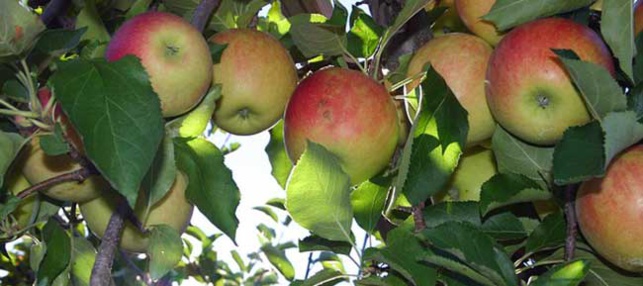 Pomme et diabète de type 2 : un fruit idéal pour l'équilibre glycémique