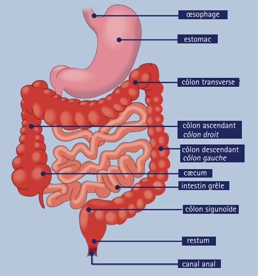 Mars bleu : pour en savoir plus sur le cancer colorectal (partie 1)