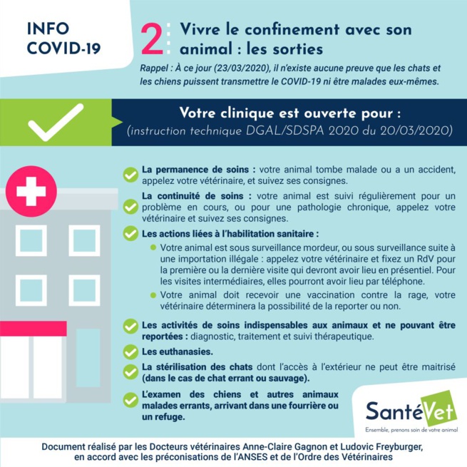 Confiné avec son chien ? Les conseils des vétérinaires Confiné avec son chien ? Les conseils des vétérinaires