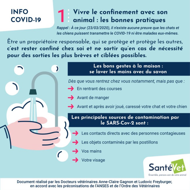 Confiné avec son chien ? Les conseils des vétérinaires