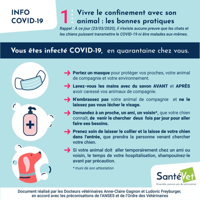 Confiné avec son chien ? Les conseils des vétérinaires