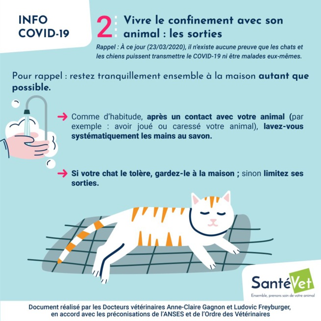 Confiné avec son chien ? Les conseils des vétérinaires Confiné avec son chien ? Les conseils des vétérinaires