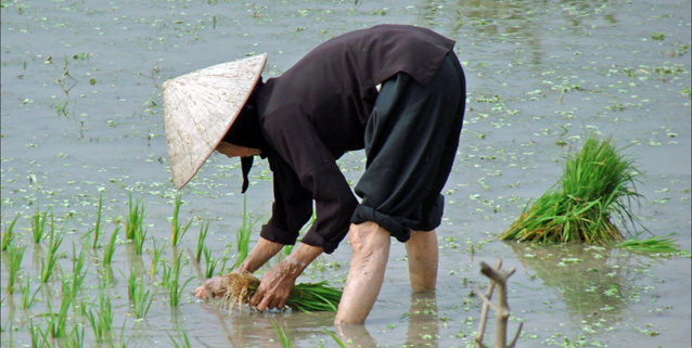 Repiquage du riz dans le delta du fleuve rouge © CC dalbera sur Flickr