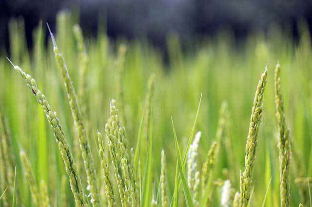 SonRiz Claire : un nouveau complément alimentaire à base d’huile de son de riz