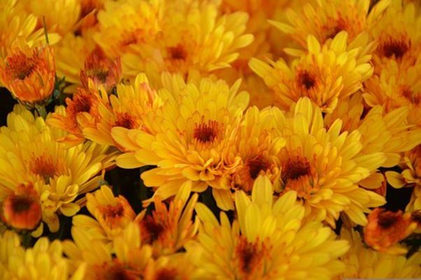 Acheter facilement des fleurs à la Toussaint : quelles solutions pour les seniors ?