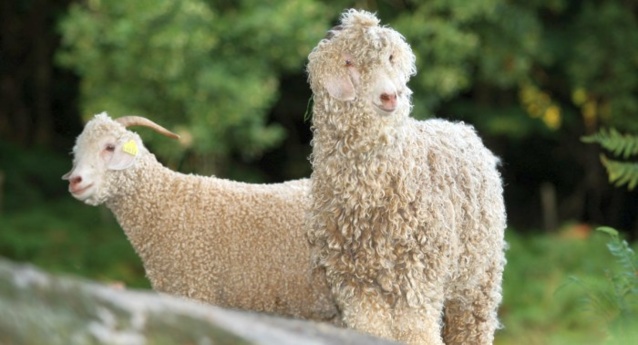 Missègle : des chaussettes Made in France toute l'année ! Missègle : des chaussettes Made in France toute l'année !