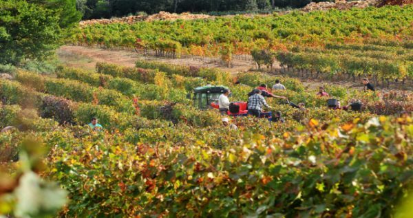 Rentrée 2014 : les vendanges au Château de Bernes en Provence