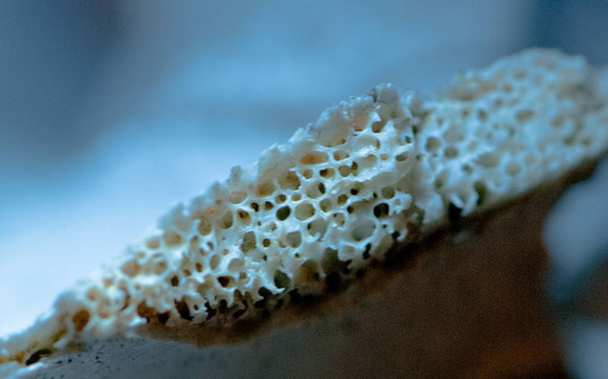 Fragment d'os atteint d'ostéoporose © CC Jussi Mononen via FlickR