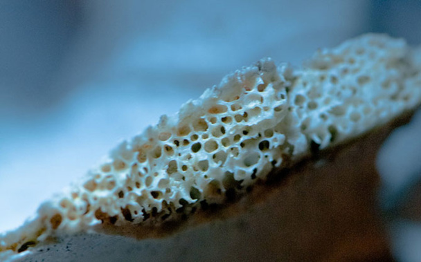 Fragment d'os atteint d'ostéoporose © CC Jussi Mononen via FlickR Fragment d'os atteint d'ostéoporose © CC Jussi Mononen via FlickR