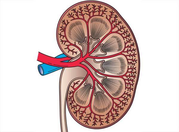 Insuffisance rénale chronique terminale et amélioration de la prise en charge : mise au point de la HAS Insuffisance rénale chronique terminale et amélioration de la prise en charge : mise au point de la HAS