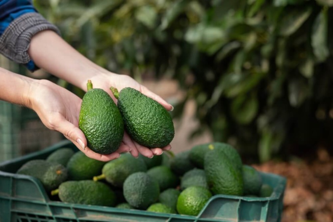 Avocats ©Shutterstock