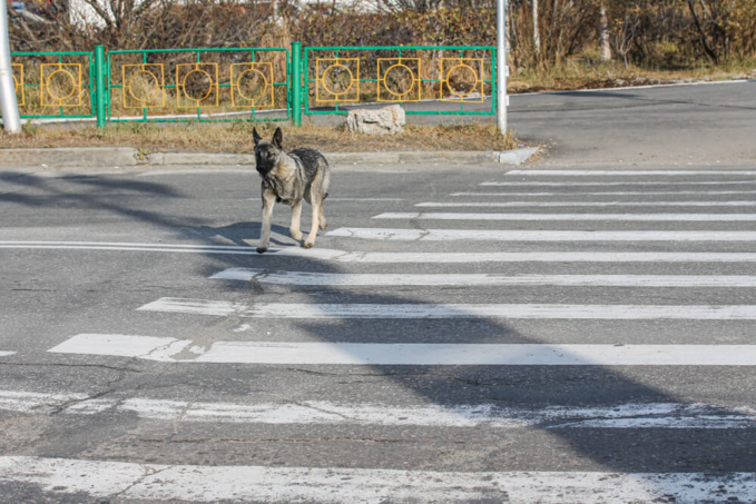 chein errant ©Shutterstock