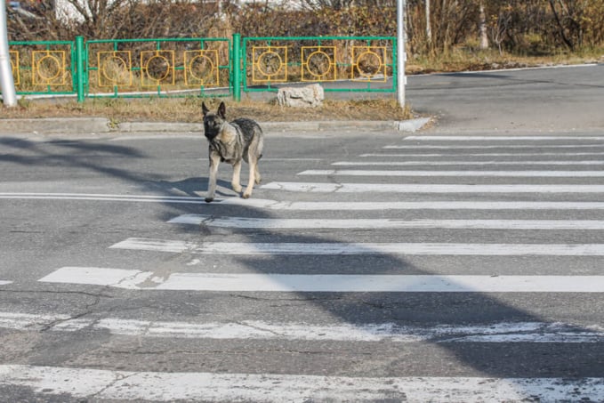 chein errant ©Shutterstock chein errant ©Shutterstock