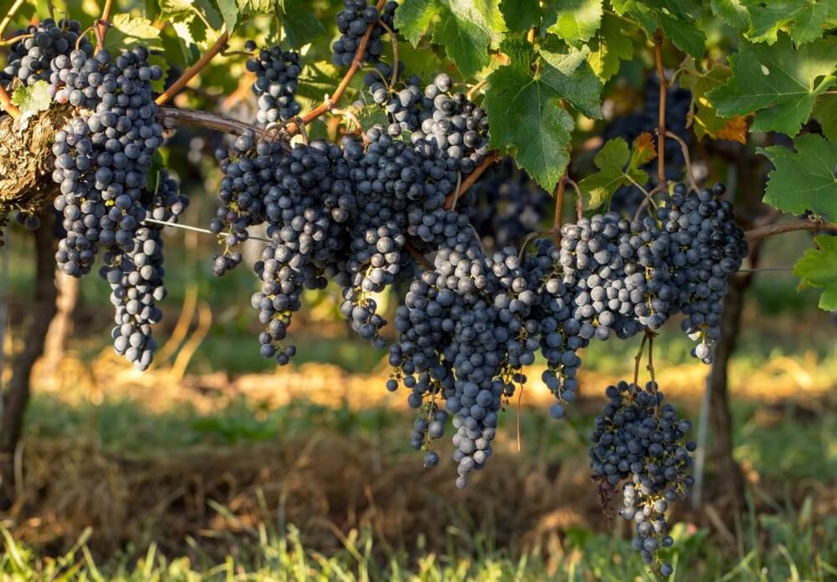 Bordelais ©Shutterstock Bordelais ©Shutterstock