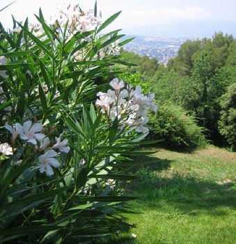 Les seniors et les espaces verts… Usages et attentes Les seniors et les espaces verts… Usages et attentes