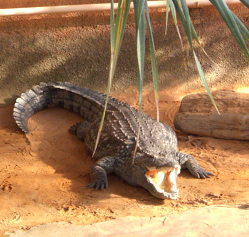 Cet été 'La Ferme aux Crocodiles' vous emmène en Afrique… Cet été 'La Ferme aux Crocodiles' vous emmène en Afrique…