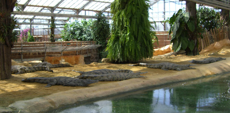 Cet été 'La Ferme aux Crocodiles' vous emmène en Afrique… Cet été 'La Ferme aux Crocodiles' vous emmène en Afrique…