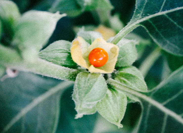 8 raisons d'intégrer l'ashwagandha dans son quotidien