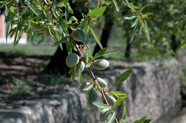 Des effets bénéfiques des amandes sur la santé cardiovasculaire… Des effets bénéfiques des amandes sur la santé cardiovasculaire…