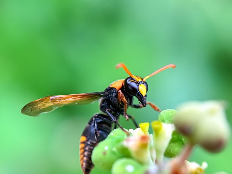 frelon asiatique ©Faisal.k/Shutterstock frelon asiatique ©Faisal.k/Shutterstock