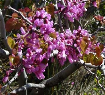 Massif de l’Estérel : profitez des week-ends de mai pour découvrir cette magnifique réserve biologique Massif de l’Estérel : profitez des week-ends de mai pour découvrir cette magnifique réserve biologique