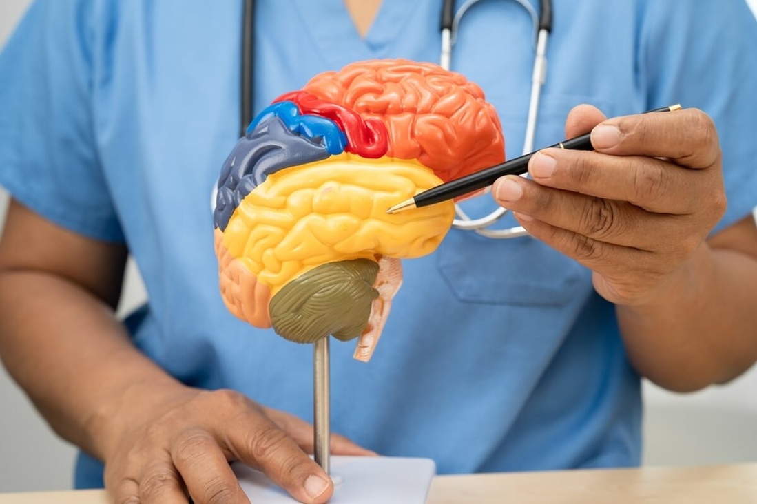 Médecin montrant une zone du cerveau atteinte par la maladie d'Alzheimer © sasirin pamai/shutterstock