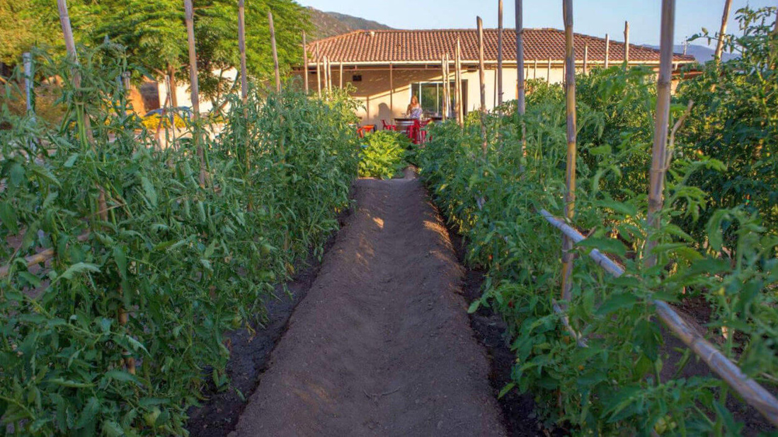 ©Joël Chassaing-Cuvillier