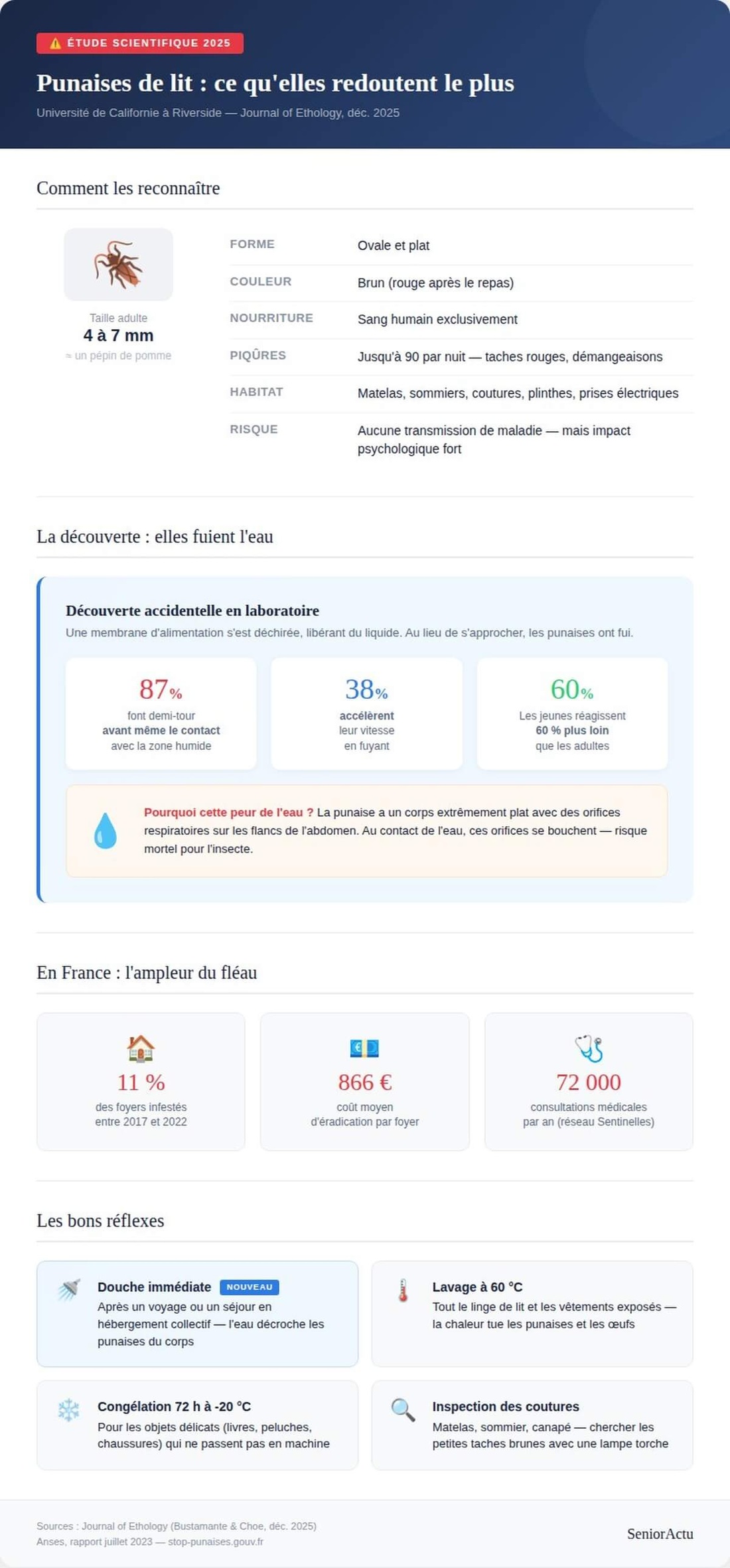 Infographie Punaises de lit © SeniorActu