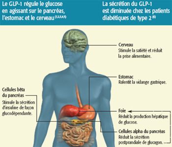 Diabète de type 2 : les incrétino-mimétiques, une étape supplémentaire entre les traitements oraux et l’insuline