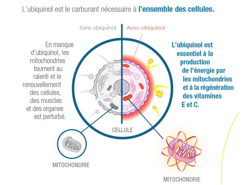 Le point sur les diverses propriétés de l'ubiquinol